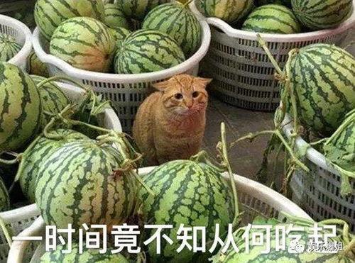 各種爆料吃瓜群,吃瓜群爆料背后的真相與內(nèi)幕